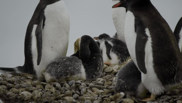 Penguin mother is taking care of her chicks at the nest, in spring or summer