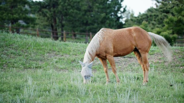 Single brown thoroughbred horse with white mane grazes in grass field