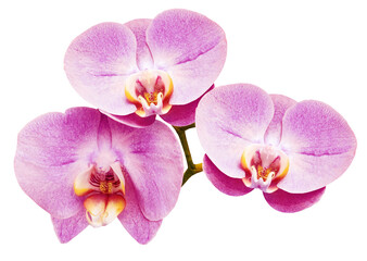 Fototapeta na wymiar Phalaenopsis purple flower, isolated background with clipping path. Closeup. Transparent background. For design. Nature.