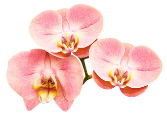 Fototapeta na wymiar Phalaenopsis pink flower, black isolated background with clipping path. Closeup. no shadows. For design. Nature.