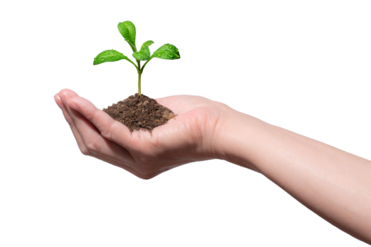 植物の新芽を持つ手