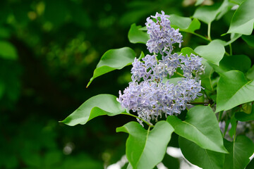 Beautiful violet lilac flowers outdoors