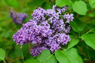 Beautiful violet lilac tree outdoors, closeup