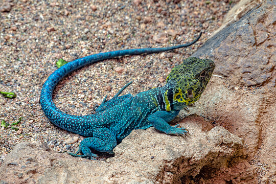 Eastern Collared Lizard in the Desert