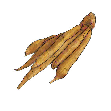 Finger root krachai