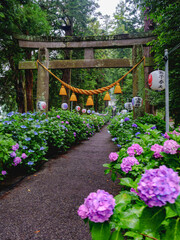 磯山神社の紫陽花