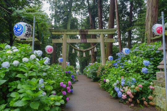 磯山神社の紫陽花