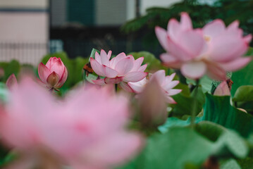 日本の雨季に咲くピンクの蓮の花