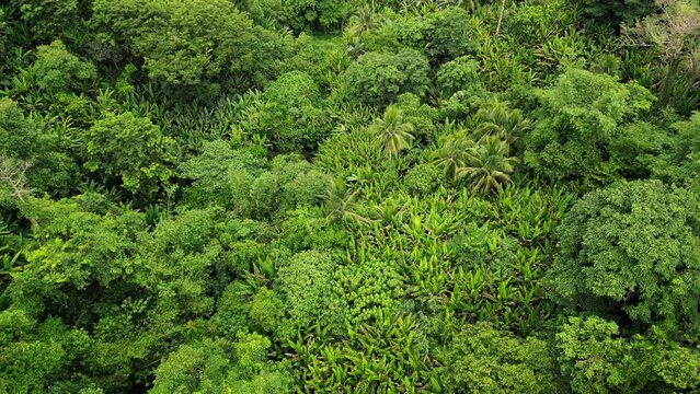 Overhead aerial dolly of dense Philippine rainforest on the tropical island of Catanduanes.