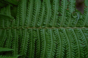 Close-up of vivid saturated fern leaves
