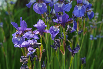 Purple iris flowers in green meadow in the summer park