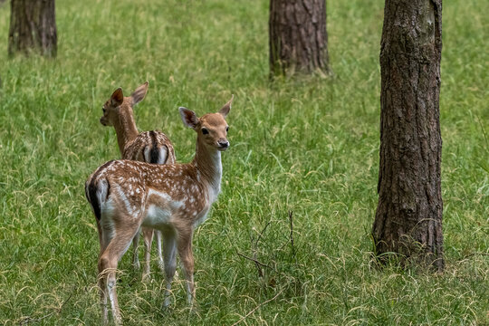 Zwei Damwildkitze schauen neugierig