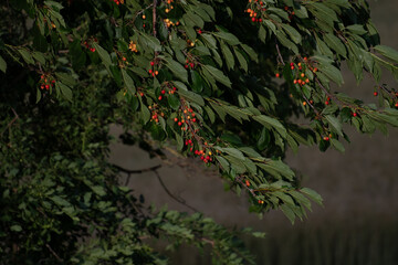 Cerisier g&eacute;ants