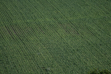 survol du vol d'oiseau