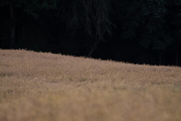 Champs en lisi&egrave;re 2&egrave;me partie