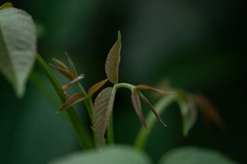 Plante en for&ecirc;t