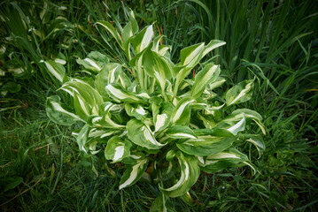 Hosta undulata Mediovariegata emerald with  wet leaves on green grass background side view.