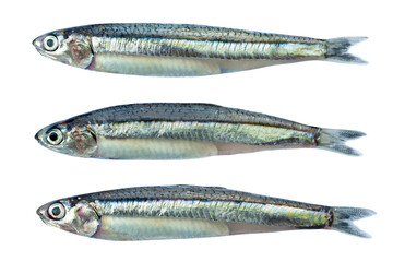 Close up anchovies or gray anchovy isolated on transparency background.