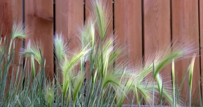 Foxtail barley a perennial plant species in the grass family Poaceae. It grows in northern North America and adjacent northeastern Siberia. it's found worldwide with warm temperate warm. 