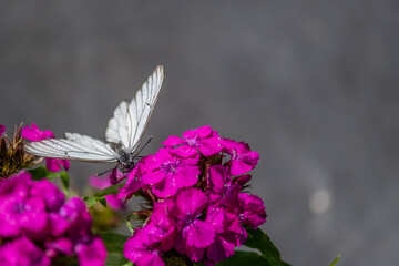 A butterfly sits on a geranium flower in close-up.
