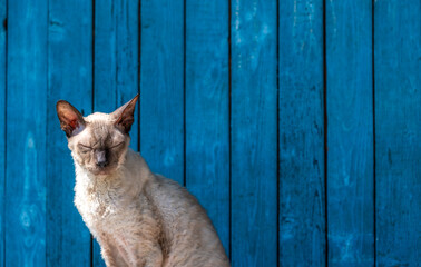 A Cornish Rex cat on the street.