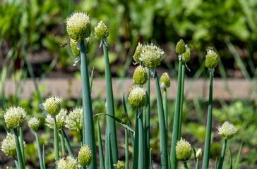 Onion heads on a green stalk in the garden.