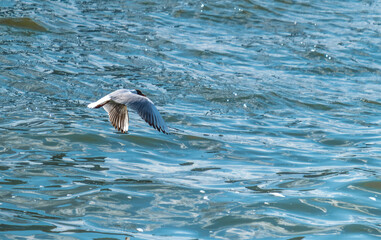 Obraz premium A seagull flying over the sea waves on a sunny summer day.