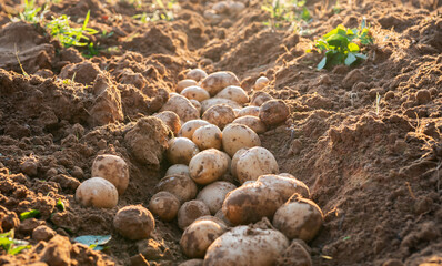 Pile of organic potatoes in field.Harvesting organic potatoes.