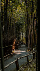 bamboo forest with road in spring in japan