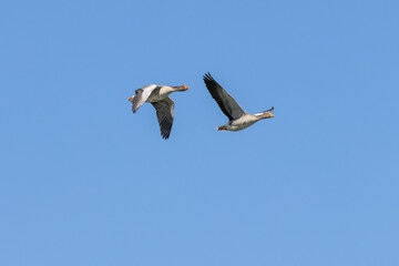 Obraz premium The flying greylag goose, Anser anser is a species of large goose