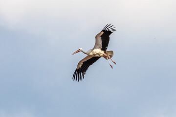 Fototapeta premium White Stork, Ciconia ciconia on the nest in Oettingen, Swabia, Bavaria, Germany, Europe