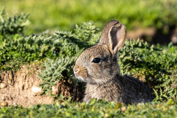 European rabbit, Common rabbit, Oryctolagus cuniculus sitting on a meadow at Munich