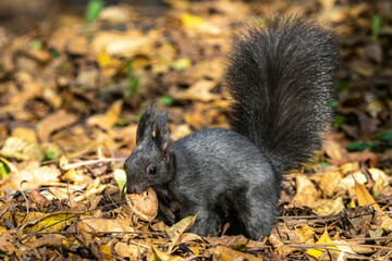 Grey squirrel, Sciurus at Old North Cemetery of Munich, Germany