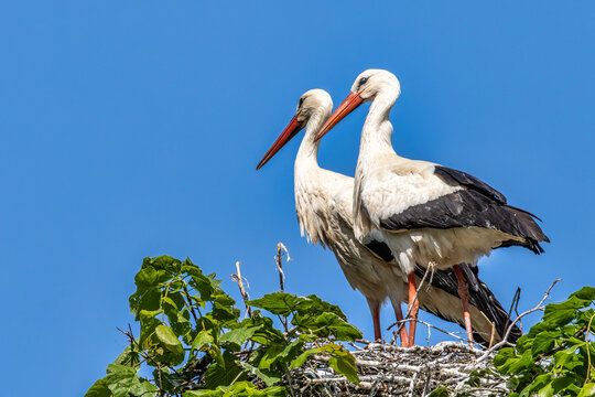 White Stork, Ciconia ciconia on the nest in Oettingen, Swabia, Bavaria, Germany, Europe