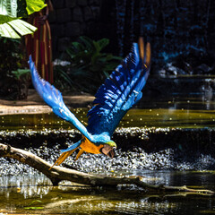 The Blue-and-yellow Macaw in Parque das aves Foz do Iguacu Brazil. Ara ararauna is a large South American parrot © rudiernst