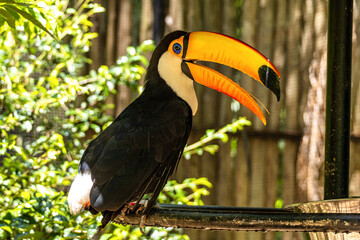 Toco toucan at the Bird Park Parque Das Aves in Foz do Iguacu, near the famous Iguacu Falls in Brazil.