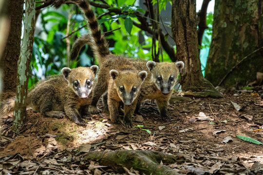 South American Coati, Ring-tailed Coati, Nasua nasua at Iguazu Falls, Puerto Iguazu, Argentina