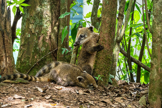 South American Coati, Ring-tailed Coati, Nasua nasua at Iguazu Falls, Puerto Iguazu, Argentina