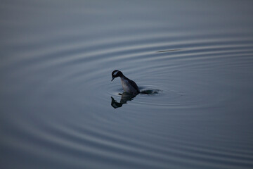 Juvenile bufflehead duck diving for food, California