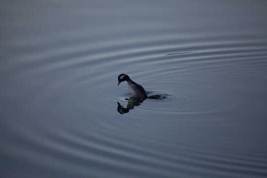 Juvenile bufflehead duck diving for food, California