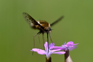 Dotted Bee-fly // Gefleckter Wollschweber (Bombylius discolor) - Pinios-Delta, Greece