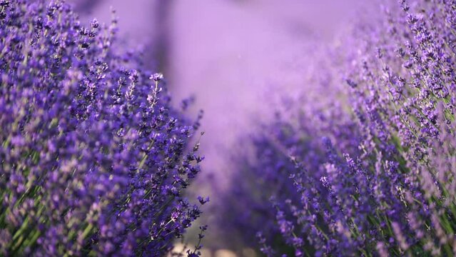 Blooming lavender field. Beautiful purple flowers. Regional organic cultivation.