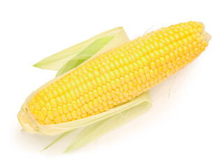 Fresh corn cob on white background