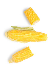 Fresh corn cobs on white background