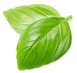 Basil leaf isolated on white background