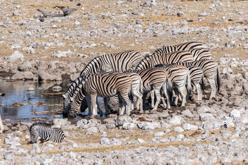 Obraz na płótnie Canvas A group of Burchell's Plains zebra -Equus quagga burchelli- drinking from a waterhole on the plains of Etosha National Park, Namibia.