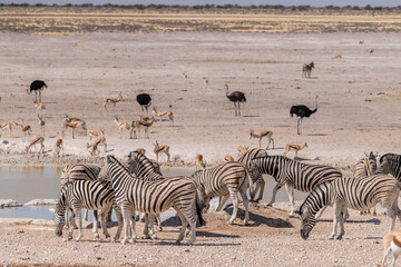 Fototapeta na wymiar Telephoto shot of a herd of Burchell's Plains zebras -Equus quagga burchelli- standing uneasy and drinking from a waterhole in Etosha National Park, Namibia.