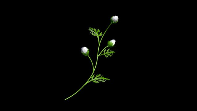 Alpha channel file - An animation of the Margaret cut flower which growth and blooming