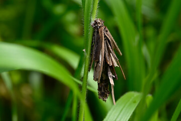 Bagworm moth // Sackträger (Psychidae)