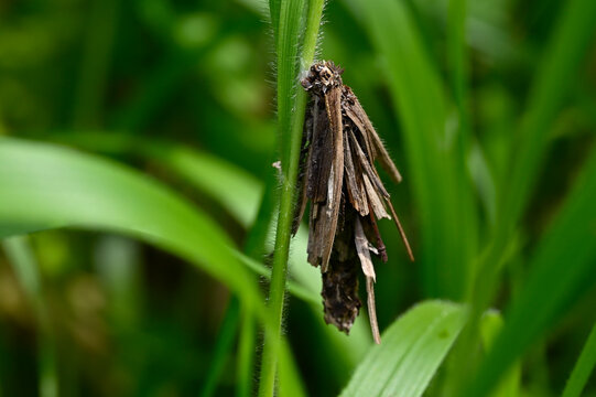 Bagworm moth // Sacktr&auml;ger (Psychidae)